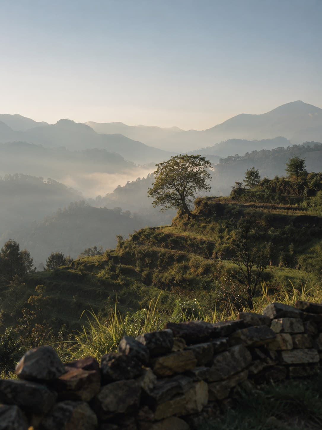 Terraced hillside fields under early morning light