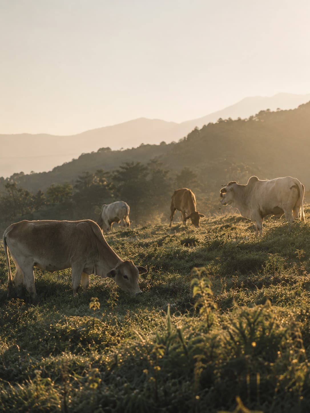 Cattle grazing a hill pasture below snow peaks